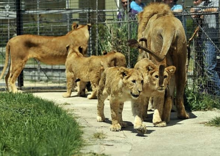Darıca Hayvanat Bahçesini ziyarete gitmeliyiz. 